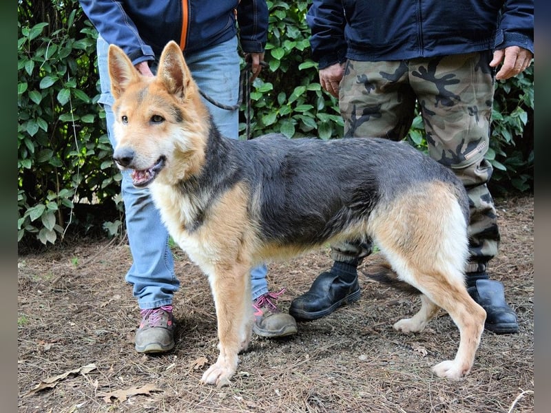 Dahira - Bis dich jemand findet