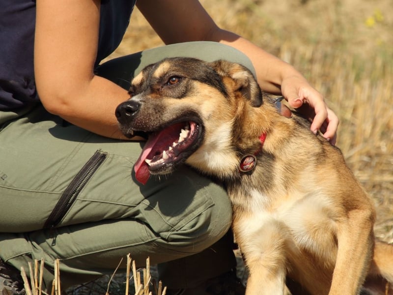 Aki - Verloren, gerettet, verlassen...