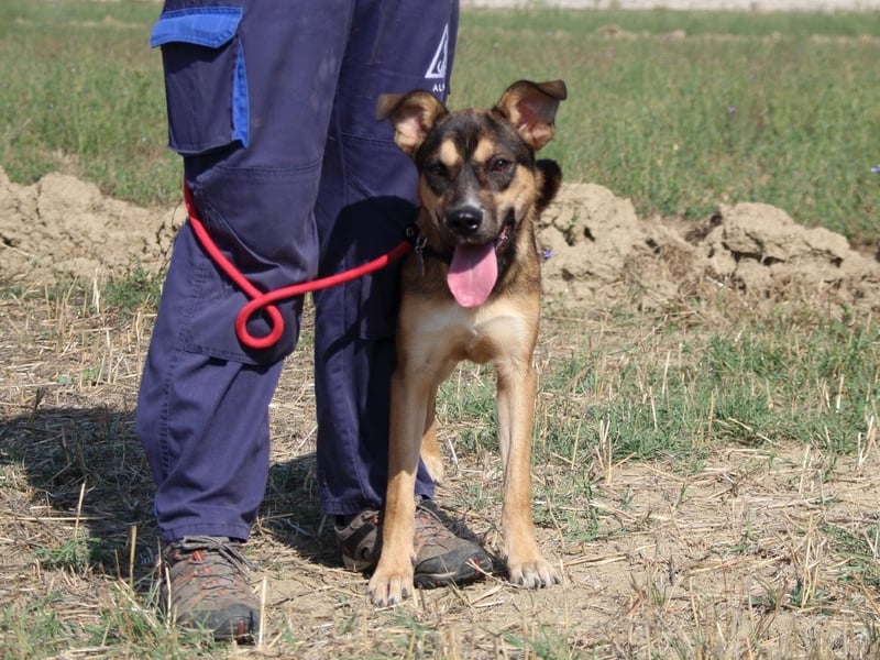 Aki - Verloren, gerettet, verlassen...