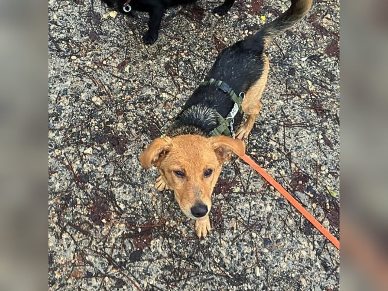 Leda -  Wenn Du mich holst, hab ich Dich lieb