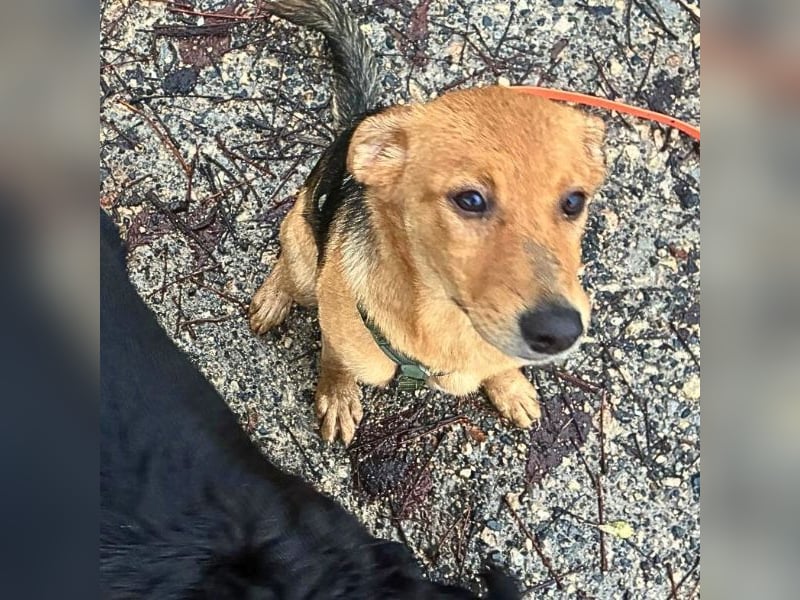 Leda -  Wenn Du mich holst, hab ich Dich lieb