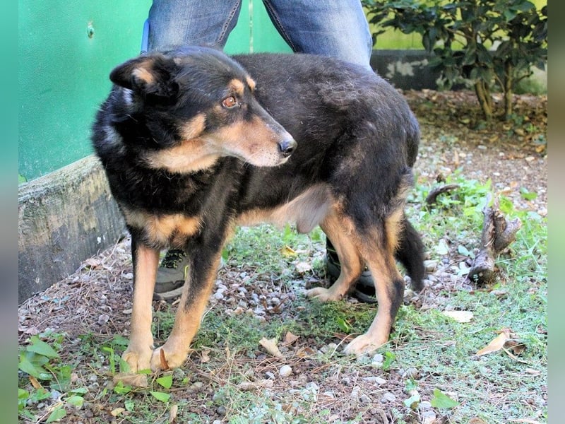 Carryllo - Der Hund eines Schäfers....