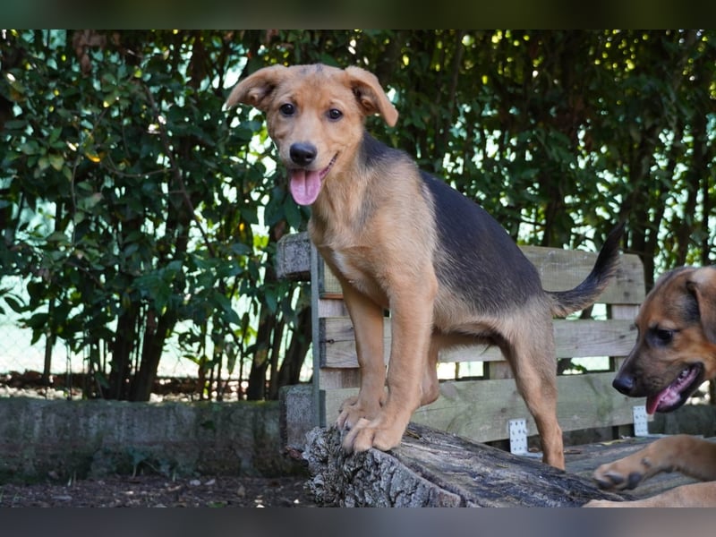 Leda -  Wenn Du mich holst, hab ich Dich lieb