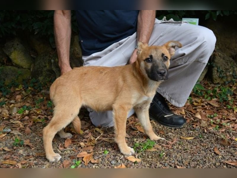 Briarose - Ein bisschen Hundekinderelternwahnsinn ?