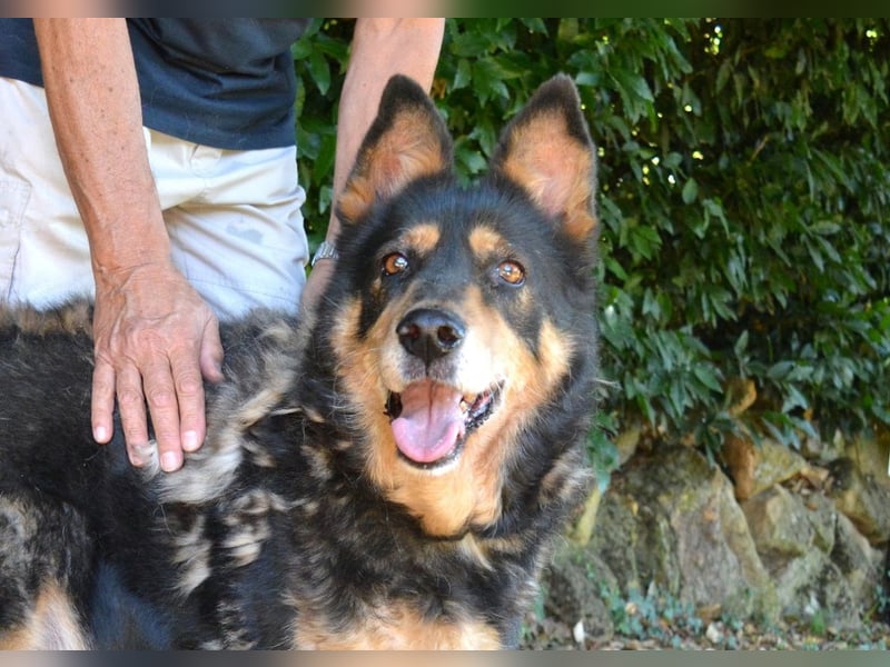 Carryllo - Der Hund eines Schäfers....