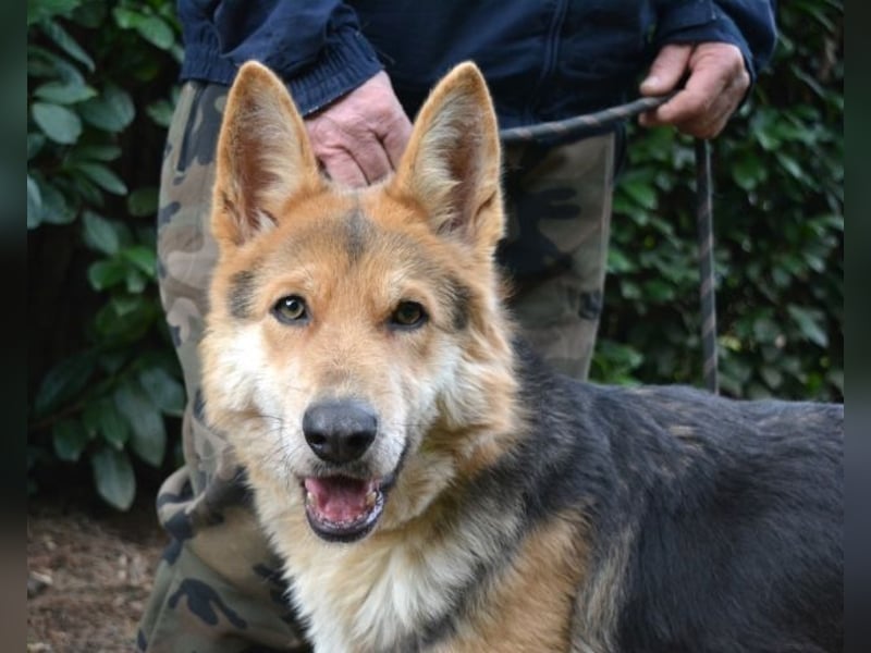 Dahira - Bis dich jemand findet