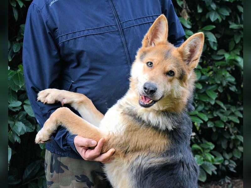 Dahira - Bis dich jemand findet