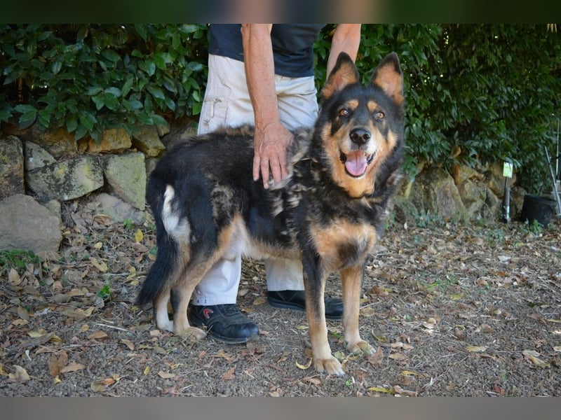 Carryllo - Der Hund eines Schäfers....