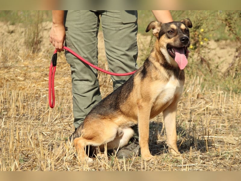 Aki - Verloren, gerettet, verlassen...