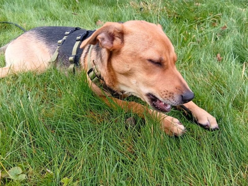 Lea -  Wenn Du mich holst, hab ich Dich lieb