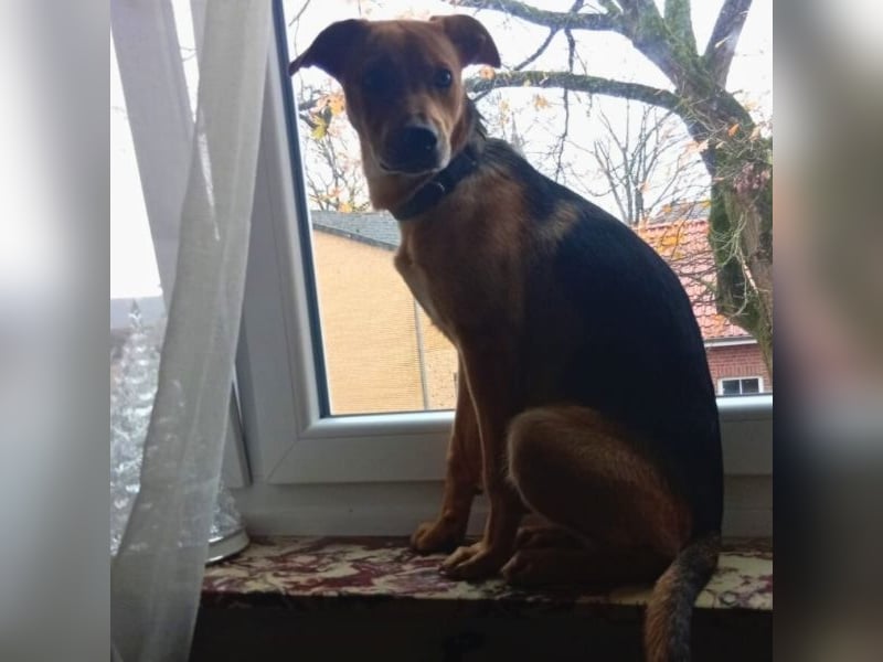 Lea -  Wenn Du mich holst, hab ich Dich lieb