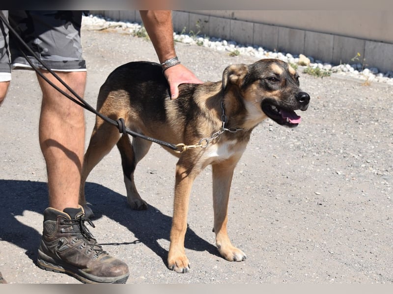 Aki - Verloren, gerettet, verlassen...