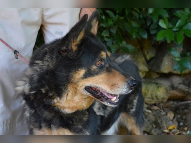 Carryllo - Der Hund eines Schäfers....