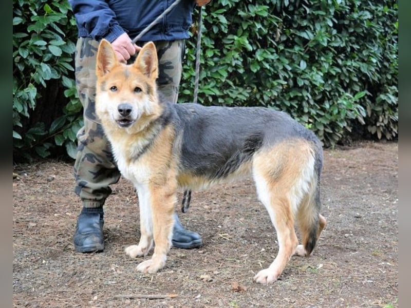 Dahira - Bis dich jemand findet