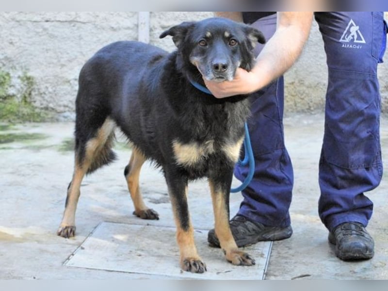 Athena - bittet um eine Chance