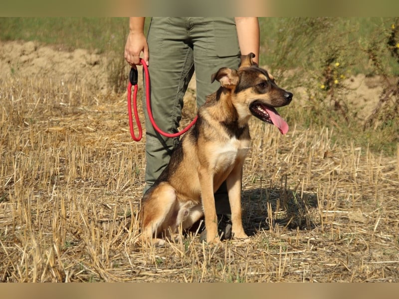 Aki - Verloren, gerettet, verlassen...