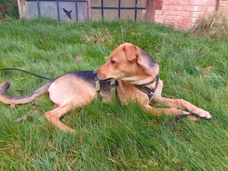 Lea -  Wenn Du mich holst, hab ich Dich lieb