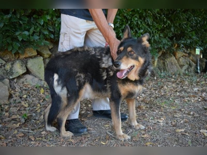 Carryllo - Der Hund eines Schäfers....