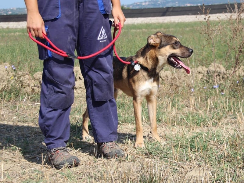 Aki - Verloren, gerettet, verlassen...