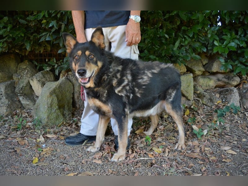 Carryllo - Der Hund eines Schäfers....