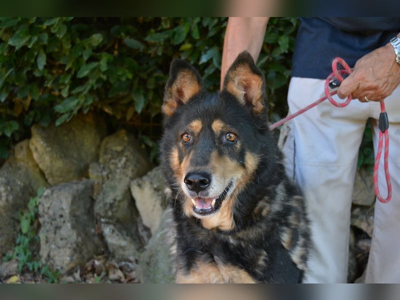 Carryllo - Der Hund eines Schäfers....