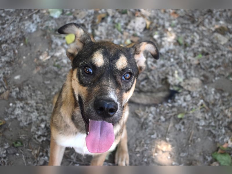 Aki - Verloren, gerettet, verlassen...