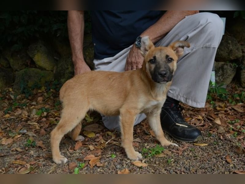 Briarose - Ein bisschen Hundekinderelternwahnsinn ?