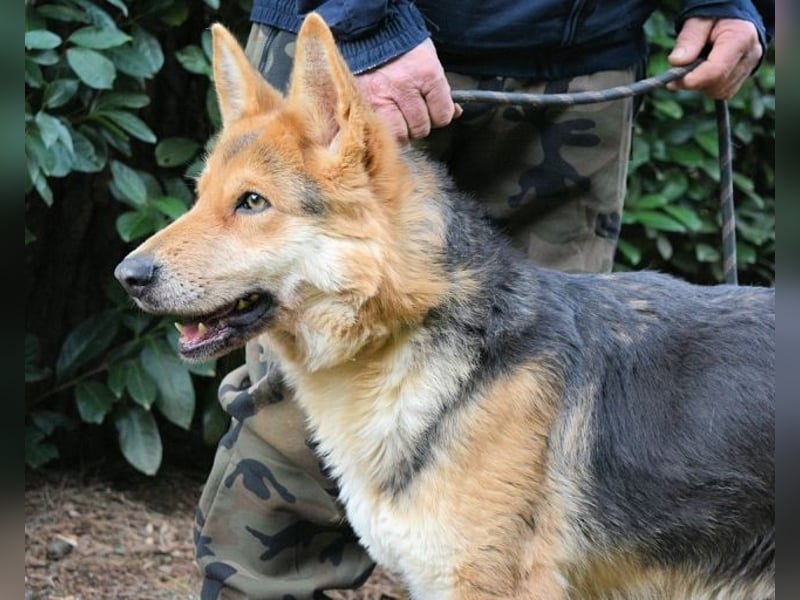 Dahira - Bis dich jemand findet