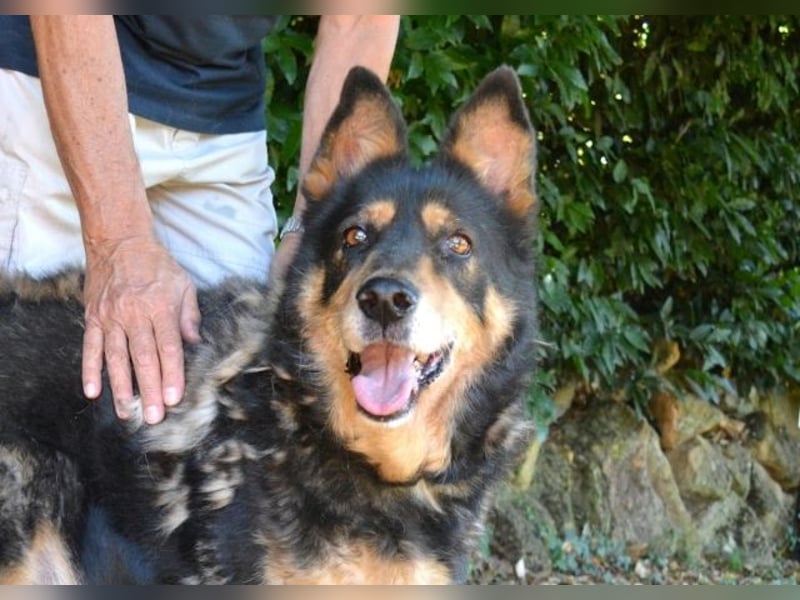 Carryllo - Der Hund eines Schäfers....