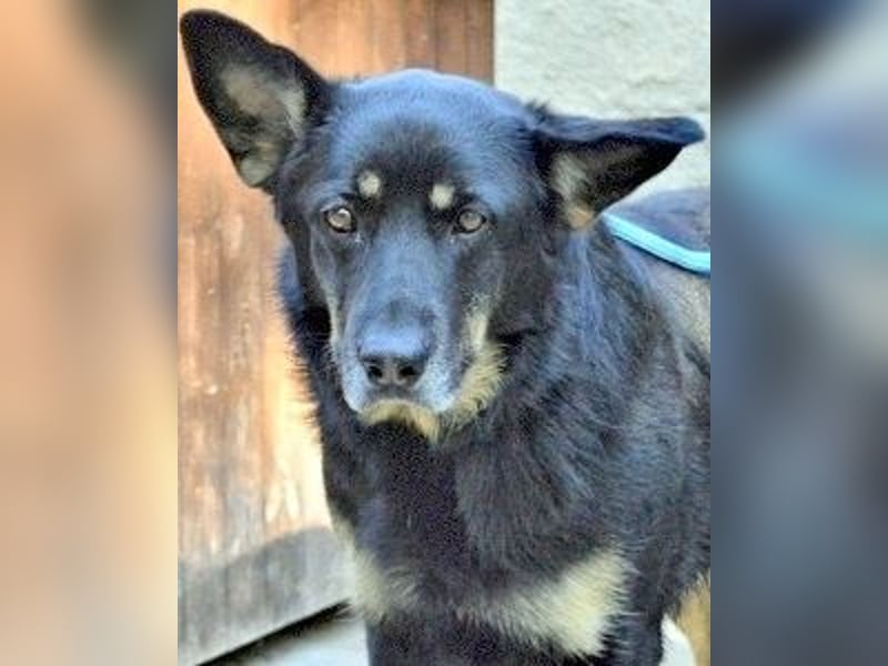 Athena - bittet um eine Chance