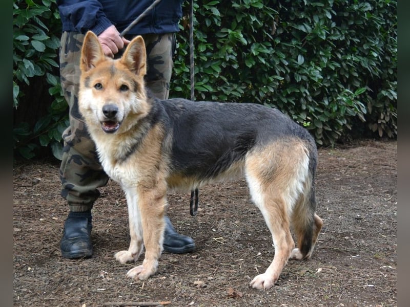 Dahira - Bis dich jemand findet