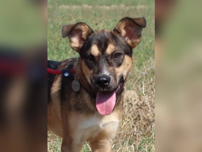 Aki - Verloren, gerettet, verlassen...