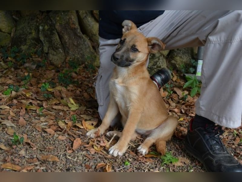 Briarose - Ein bisschen Hundekinderelternwahnsinn ?