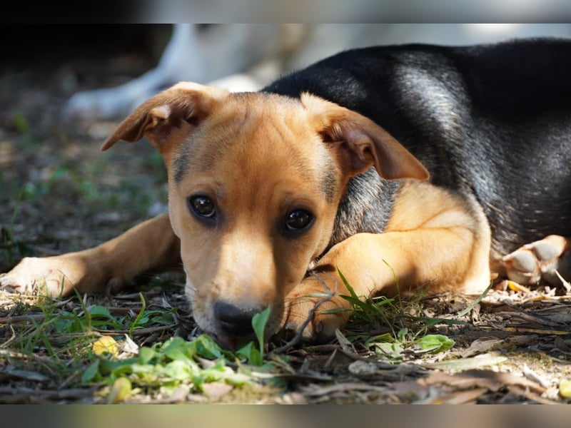 Lea -  Wenn Du mich holst, hab ich Dich lieb