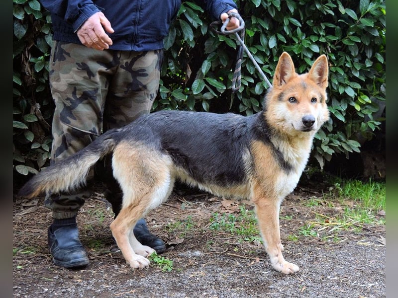 Dahira - Bis dich jemand findet