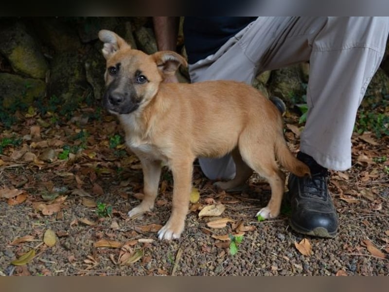Briarose - Ein bisschen Hundekinderelternwahnsinn ?