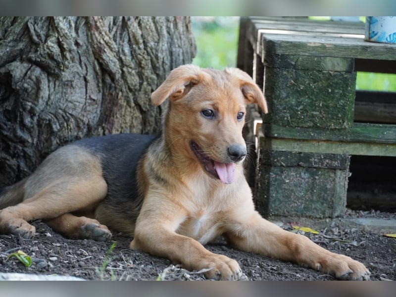 Leda -  Wenn Du mich holst, hab ich Dich lieb