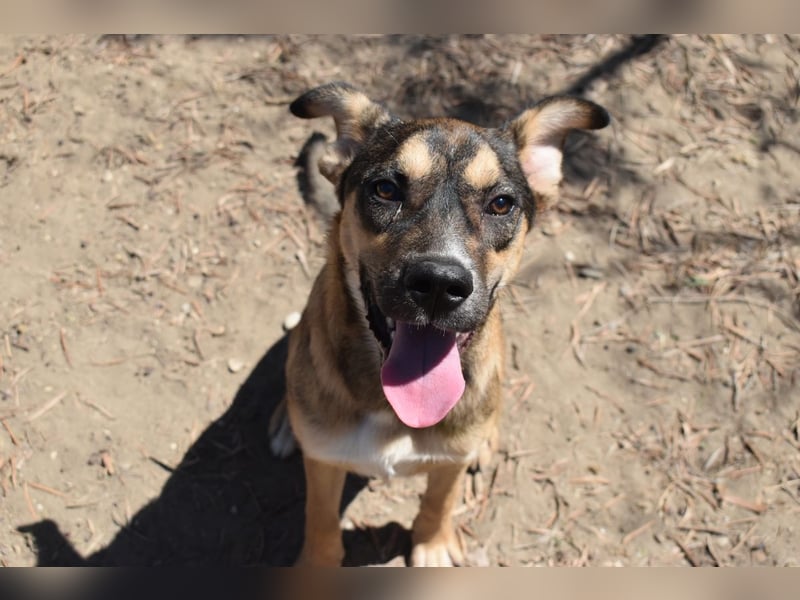 Aki - Verloren, gerettet, verlassen...