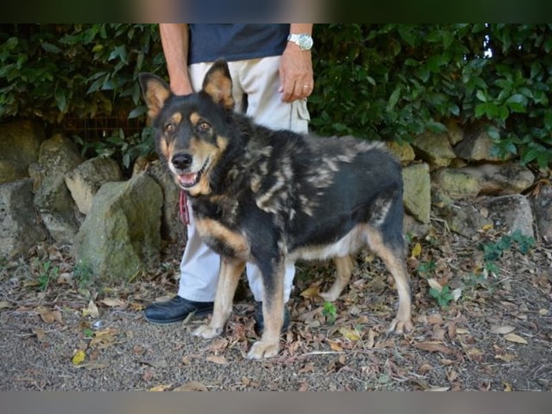 Carryllo - Der Hund eines Schäfers....