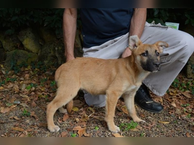 Briarose - Ein bisschen Hundekinderelternwahnsinn ?