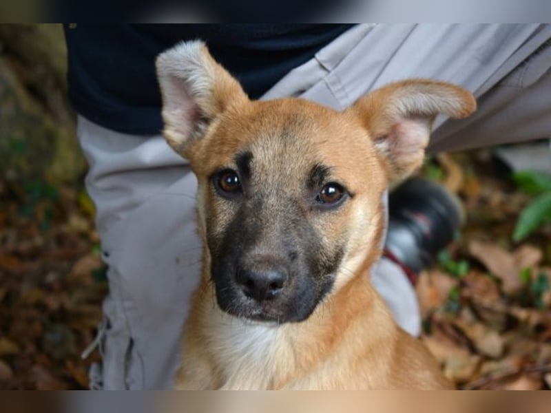 Briarose - Ein bisschen Hundekinderelternwahnsinn ?
