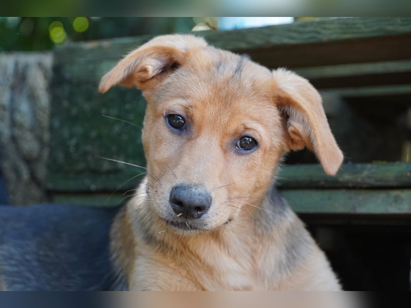 Leda -  Wenn Du mich holst, hab ich Dich lieb