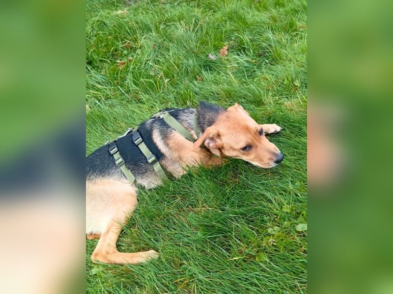 Lea -  Wenn Du mich holst, hab ich Dich lieb