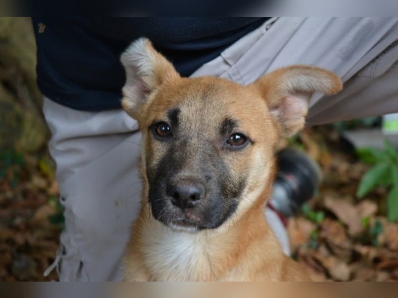 Briarose - Ein bisschen Hundekinderelternwahnsinn ?