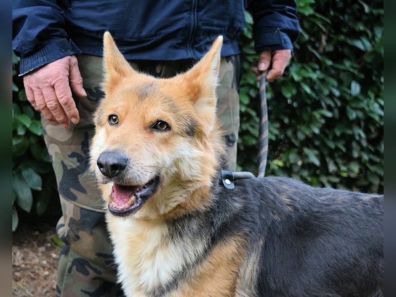 Dahira - Bis dich jemand findet