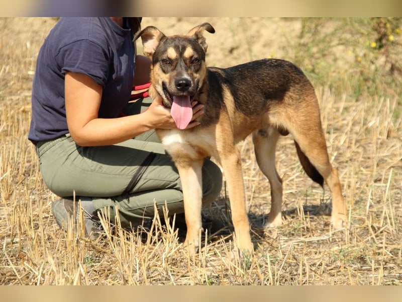 Aki - Verloren, gerettet, verlassen...