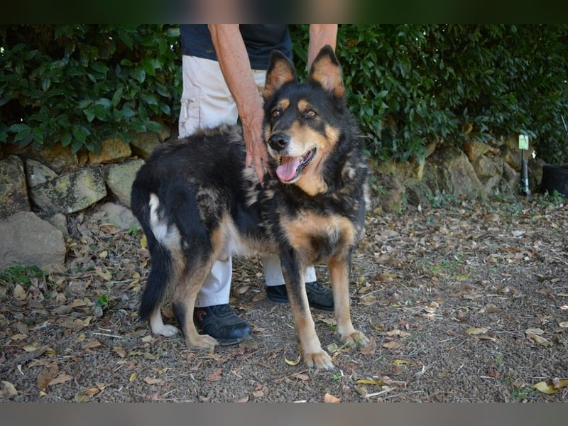 Carryllo - Der Hund eines Schäfers.... Carryllo - Der Hund eines Schäfers....