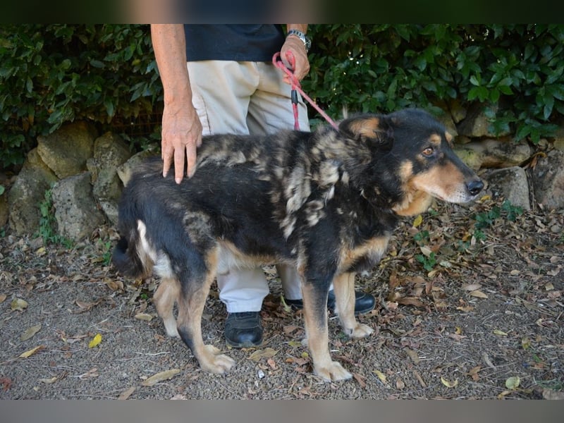 Carryllo - Der Hund eines Schäfers....