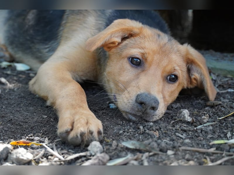 Leda -  Wenn Du mich holst, hab ich Dich lieb