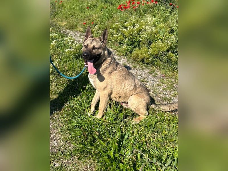 Ninjo: Fröhlicher Jungspund sucht Familie